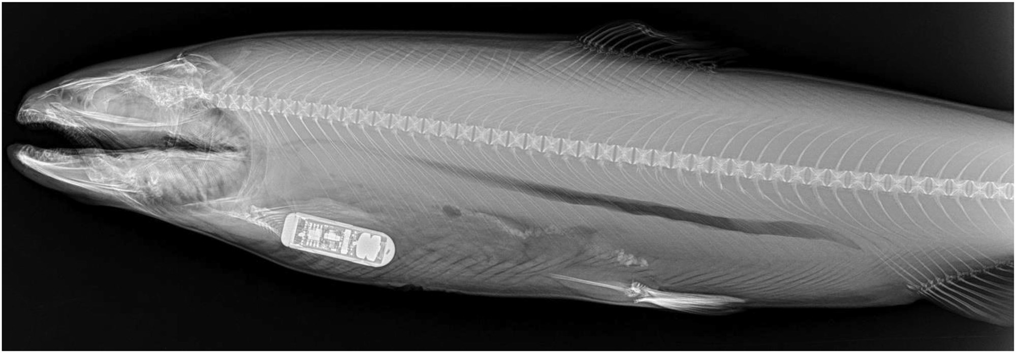 X-ray photograph of a tagged fish